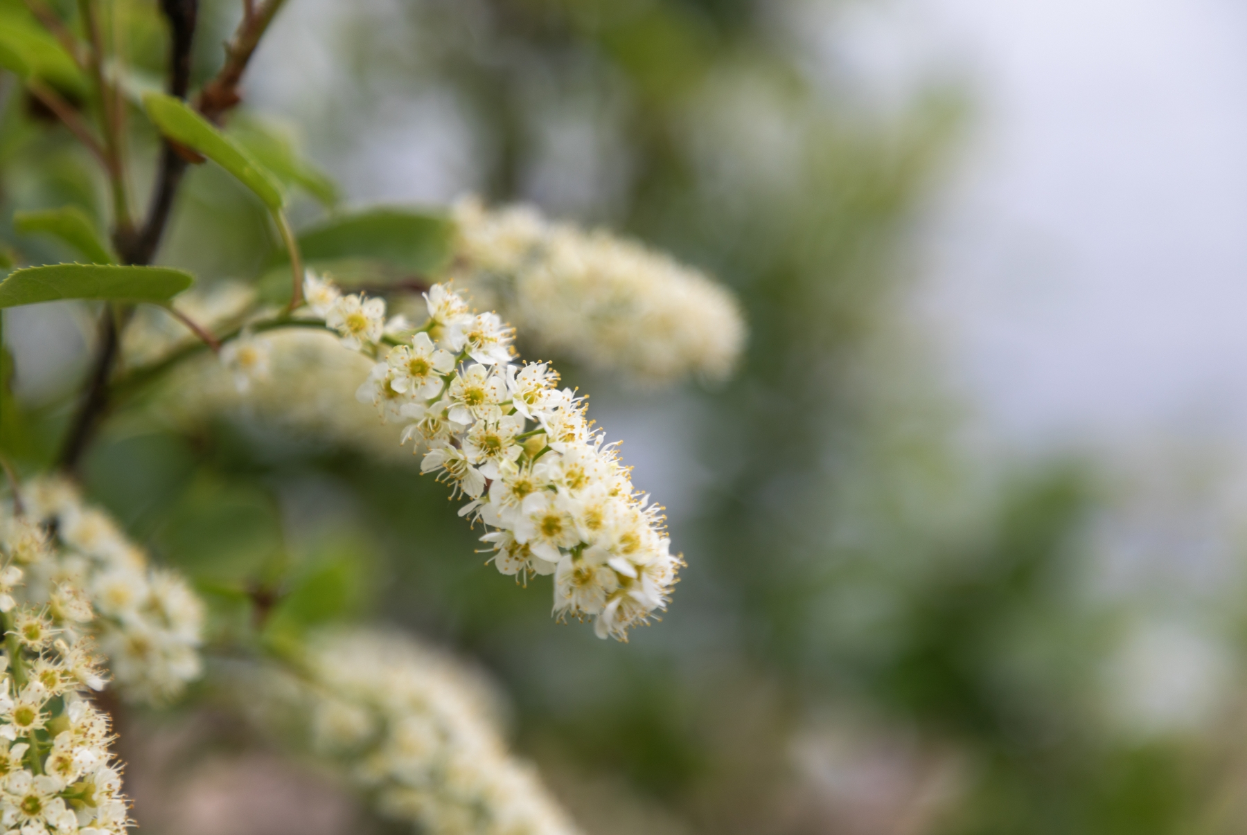 Chokecherry Flowers 2024